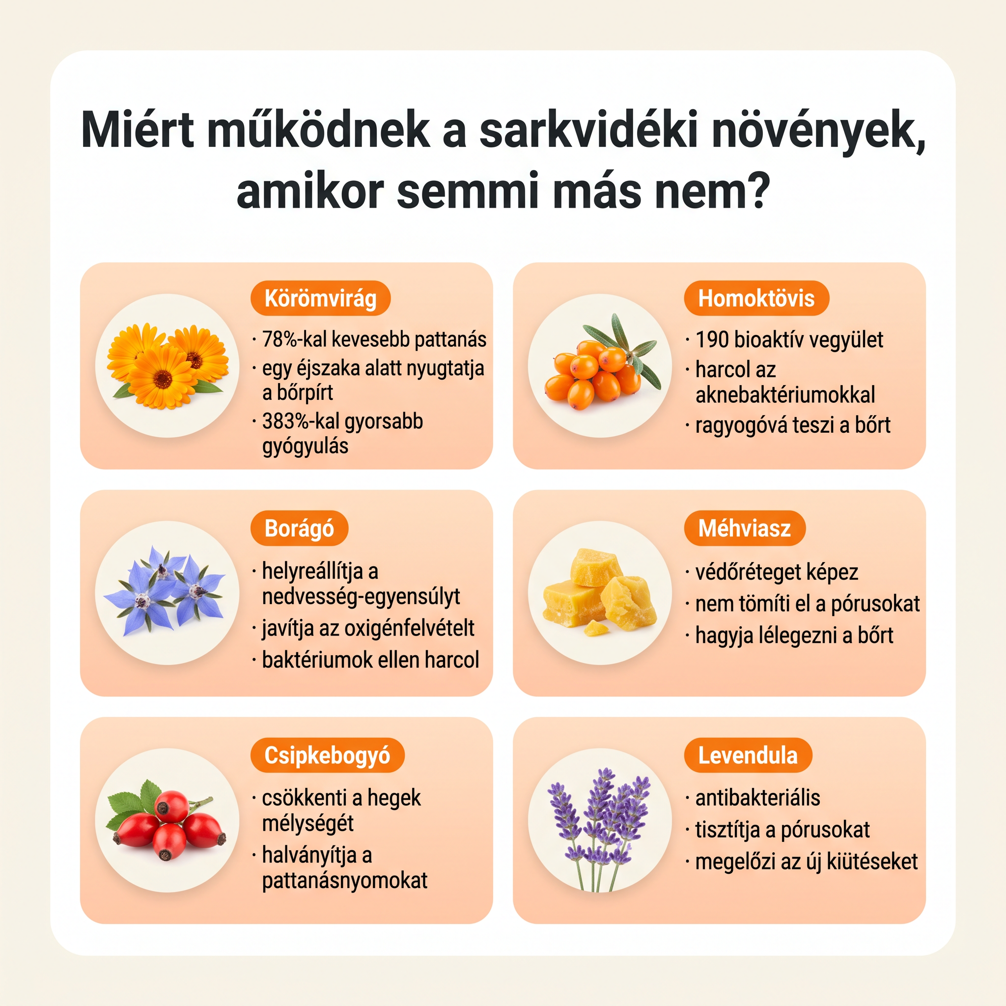 Sarkvidéki gyógynövények – Norvi formula
